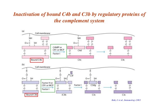 The Complement System