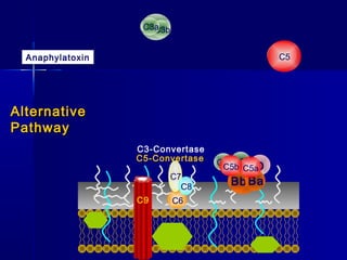C3CaC33b 
Anaphylatoxin 
B 
D 
Bb Ba 
C3 
C3-Convertase 
C5-Convertase C3aC3b 
C5 
C5b C5a 
AAlltteerrnnaattiivvee 
PPaatthhwwaayy 
C7 
C8 
C6 
C9 
 