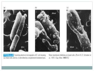 The complement system | PPTX