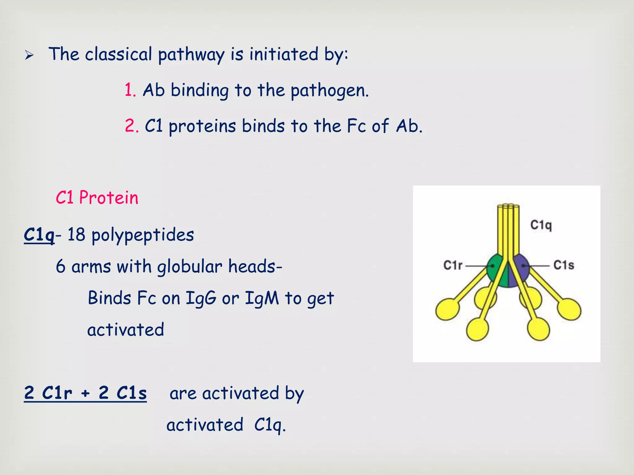  The classical pathway is initiated by:
1. Ab binding to the pathogen.
2. C1 proteins binds to the Fc of Ab.
C1 Protein
C1q- 18 polypeptides
6 arms with globular heads-
Binds Fc on IgG or IgM to get
activated
2 C1r + 2 C1s are activated by
activated C1q.
 