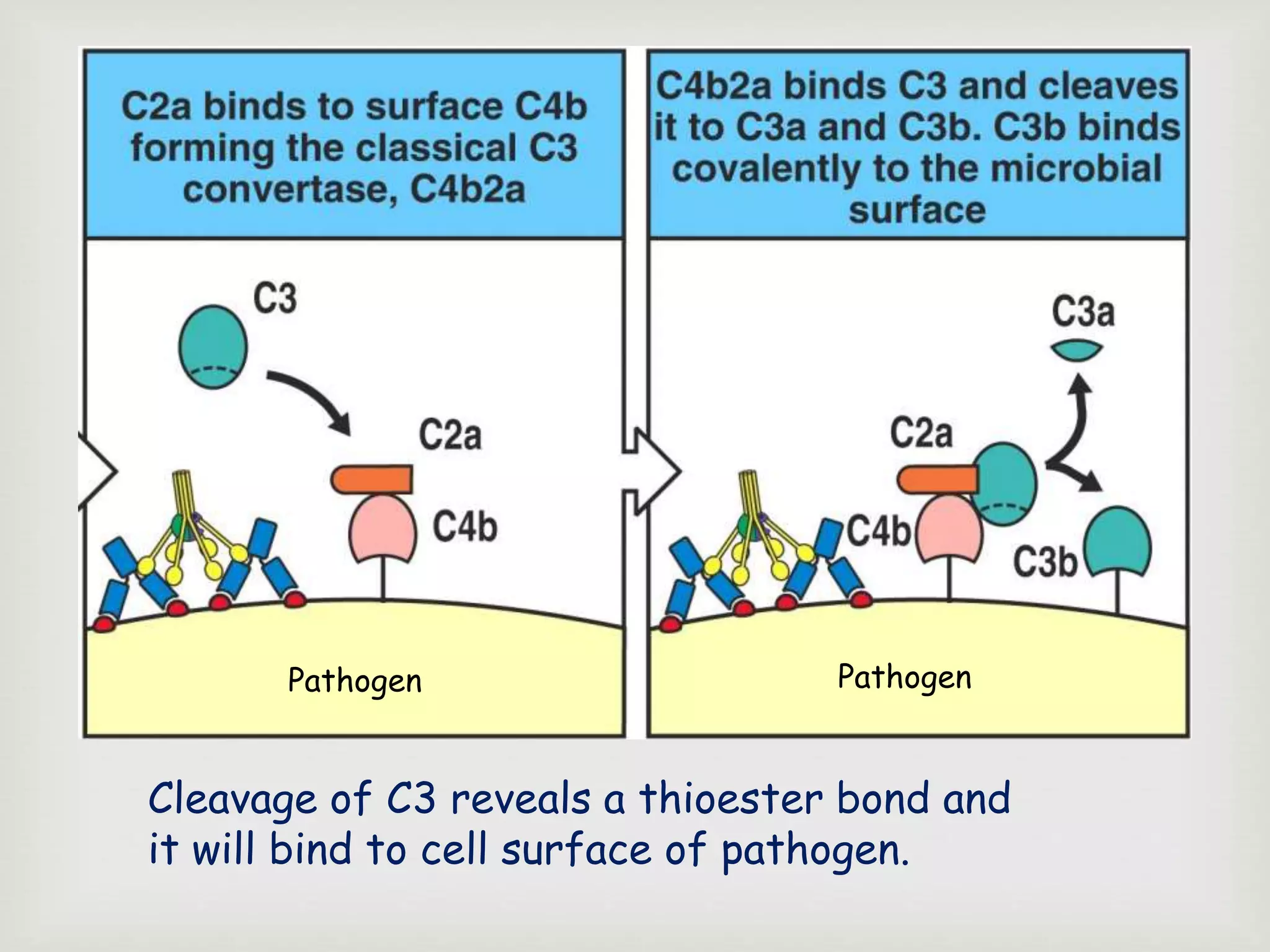 Cleavage of C3 reveals a thioester bond and
it will bind to cell surface of pathogen.
Pathogen Pathogen
 