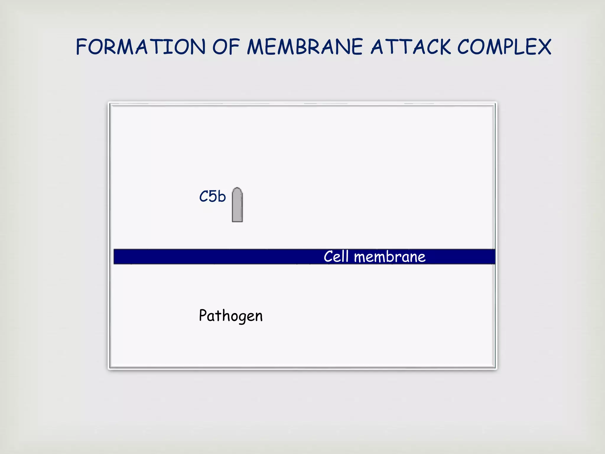 FORMATION OF MEMBRANE ATTACK COMPLEX
C5b
Cell membrane
Pathogen
 