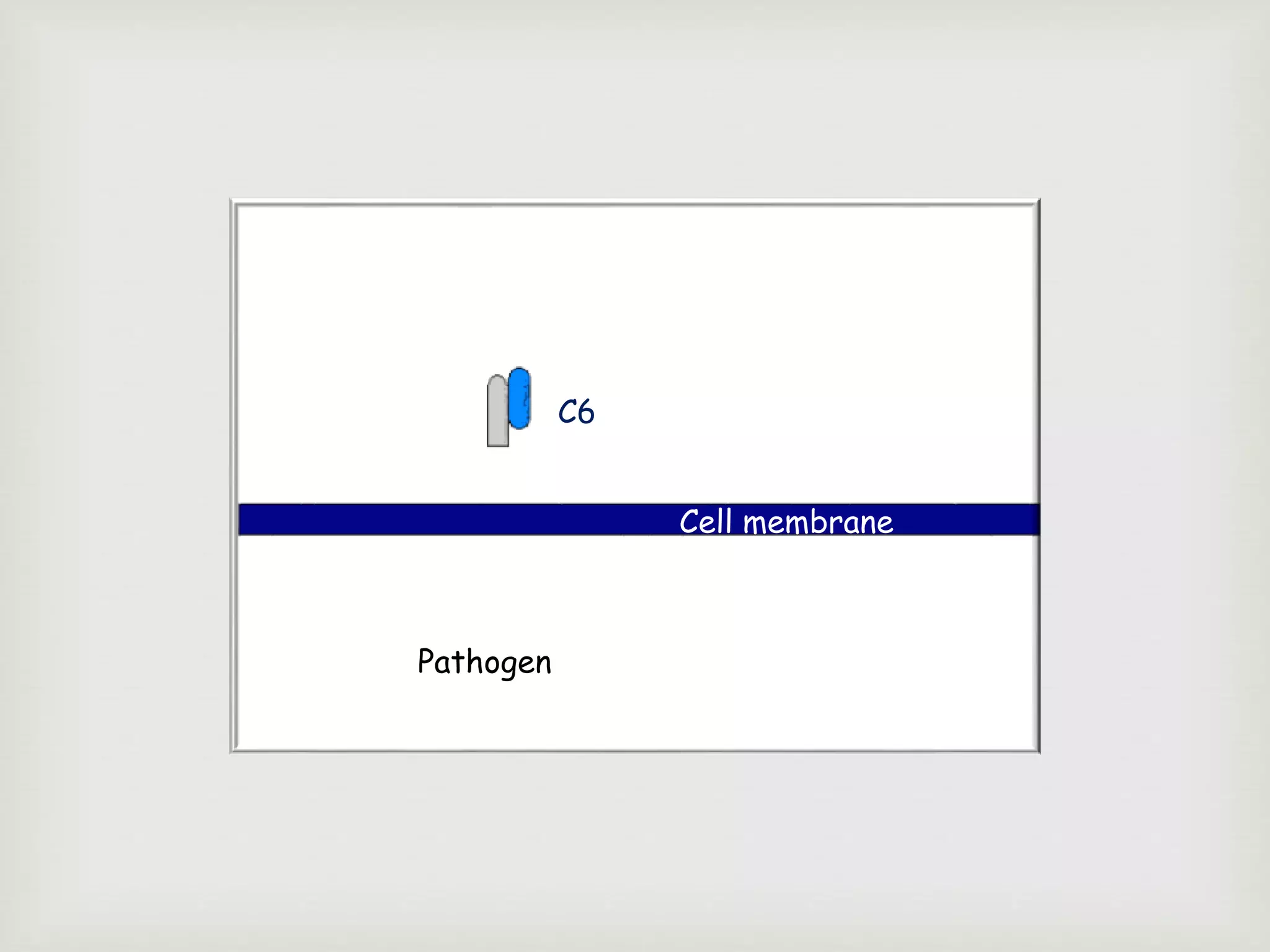 C6
Cell membrane
Pathogen
 