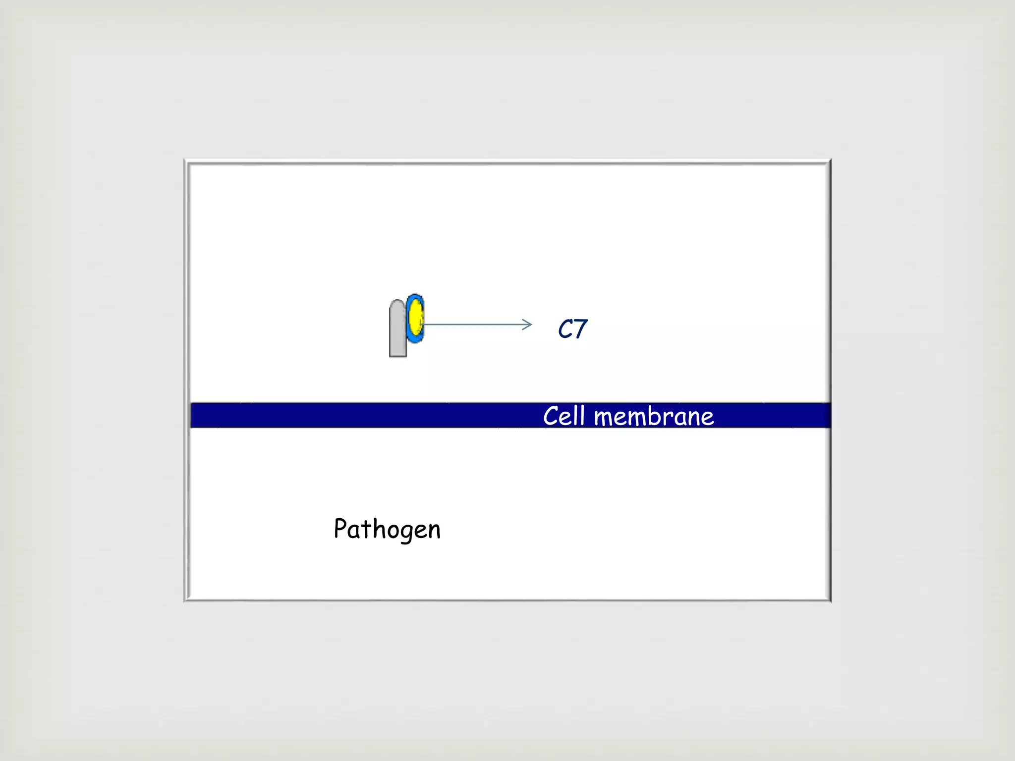 Cell membrane
Pathogen
C7
 