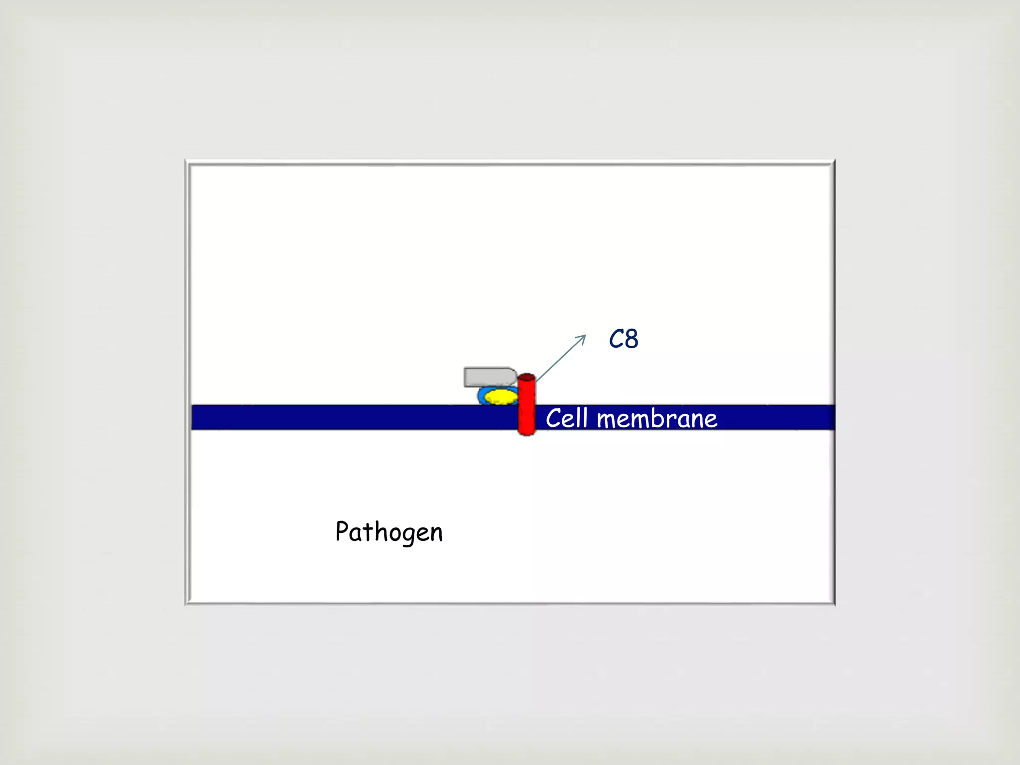 Cell membrane
Pathogen
C8
 