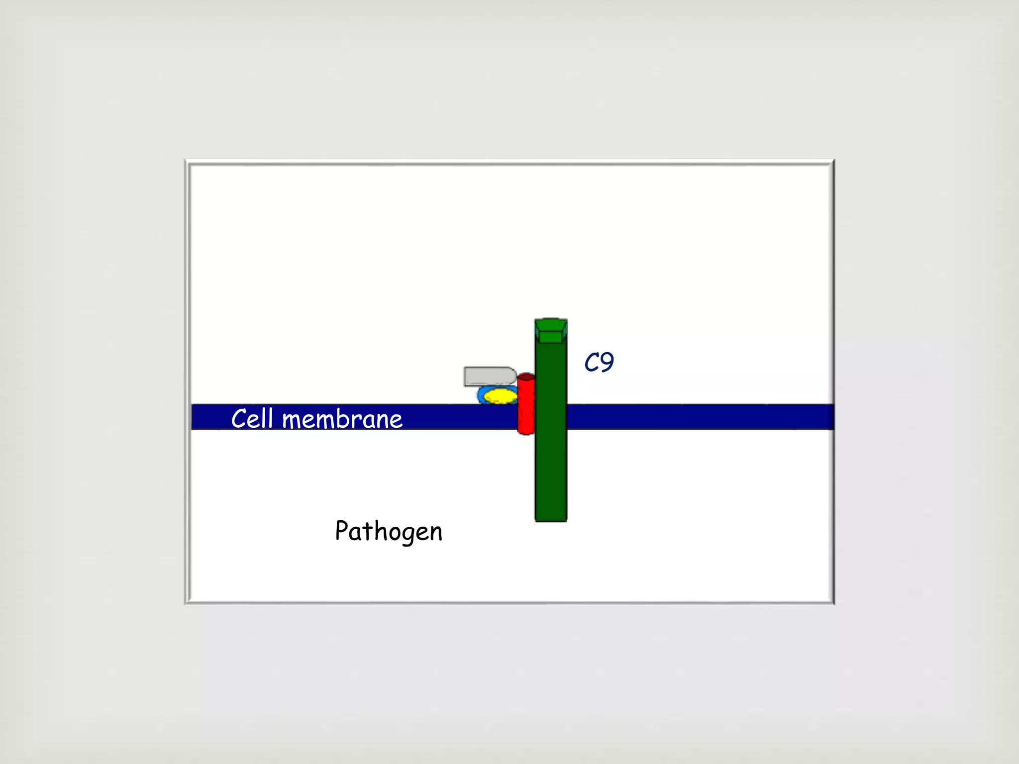 Cell membrane
Pathogen
C9
 