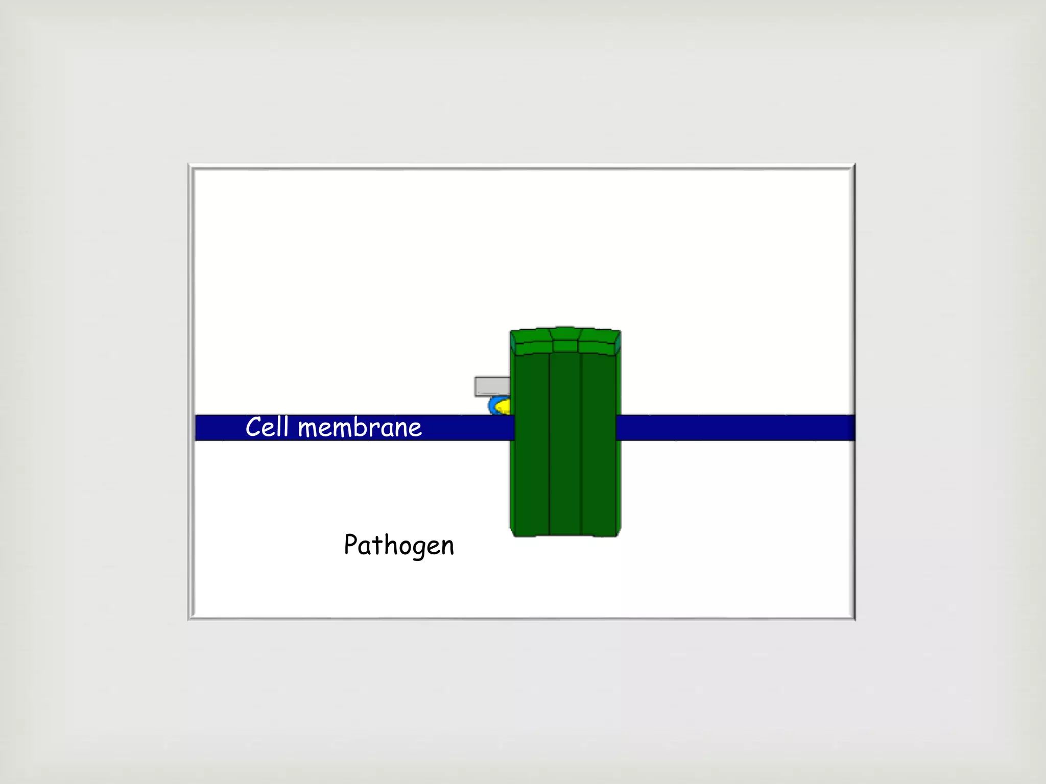 Cell membrane
Pathogen
 