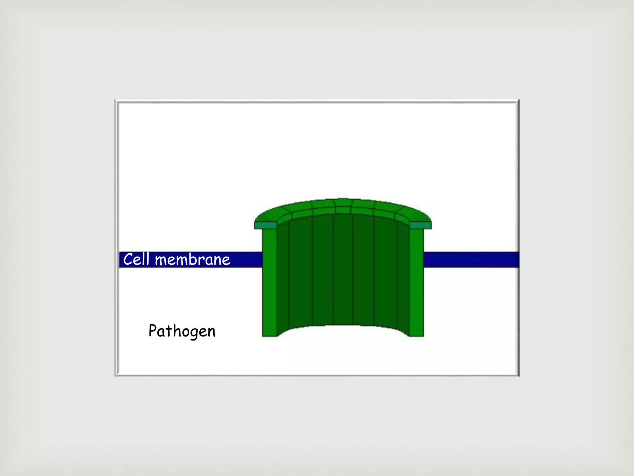 Cell membrane
Pathogen
 