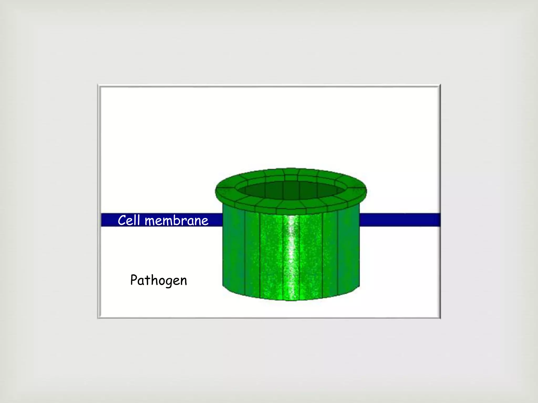 Cell membrane
Pathogen
 