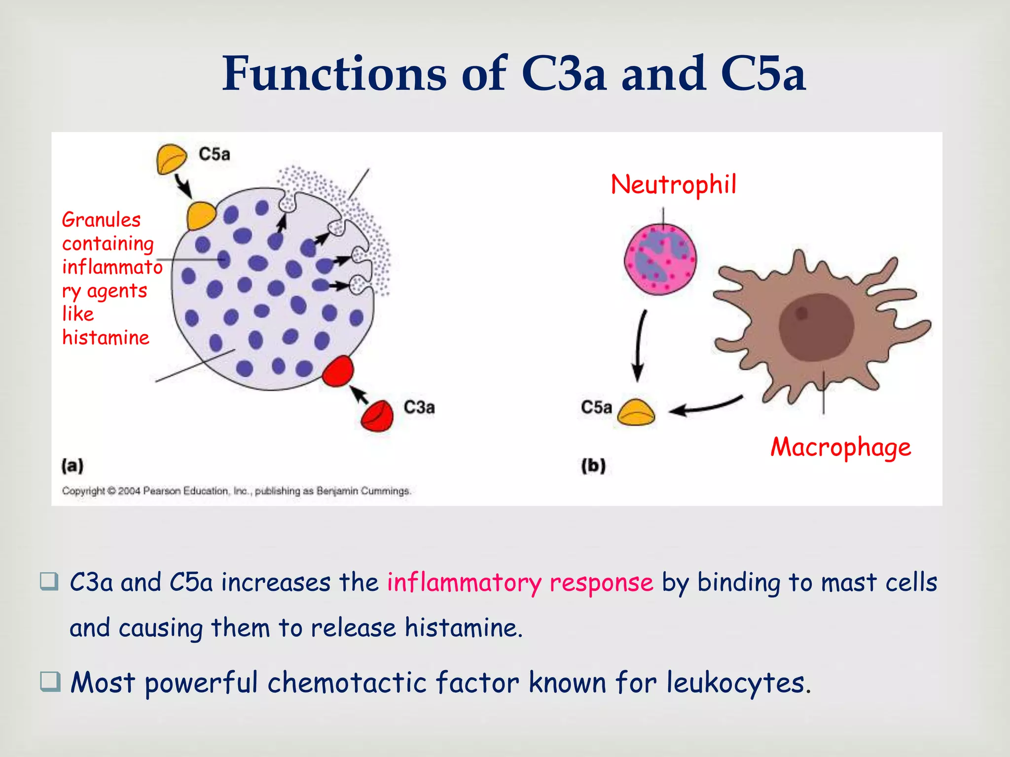 Functions of C3a and C5a
 C3a and C5a increases the inflammatory response by binding to mast cells
and causing them to release histamine.
 Most powerful chemotactic factor known for leukocytes.
Neutrophil
Macrophage
Granules
containing
inflammato
ry agents
like
histamine
 