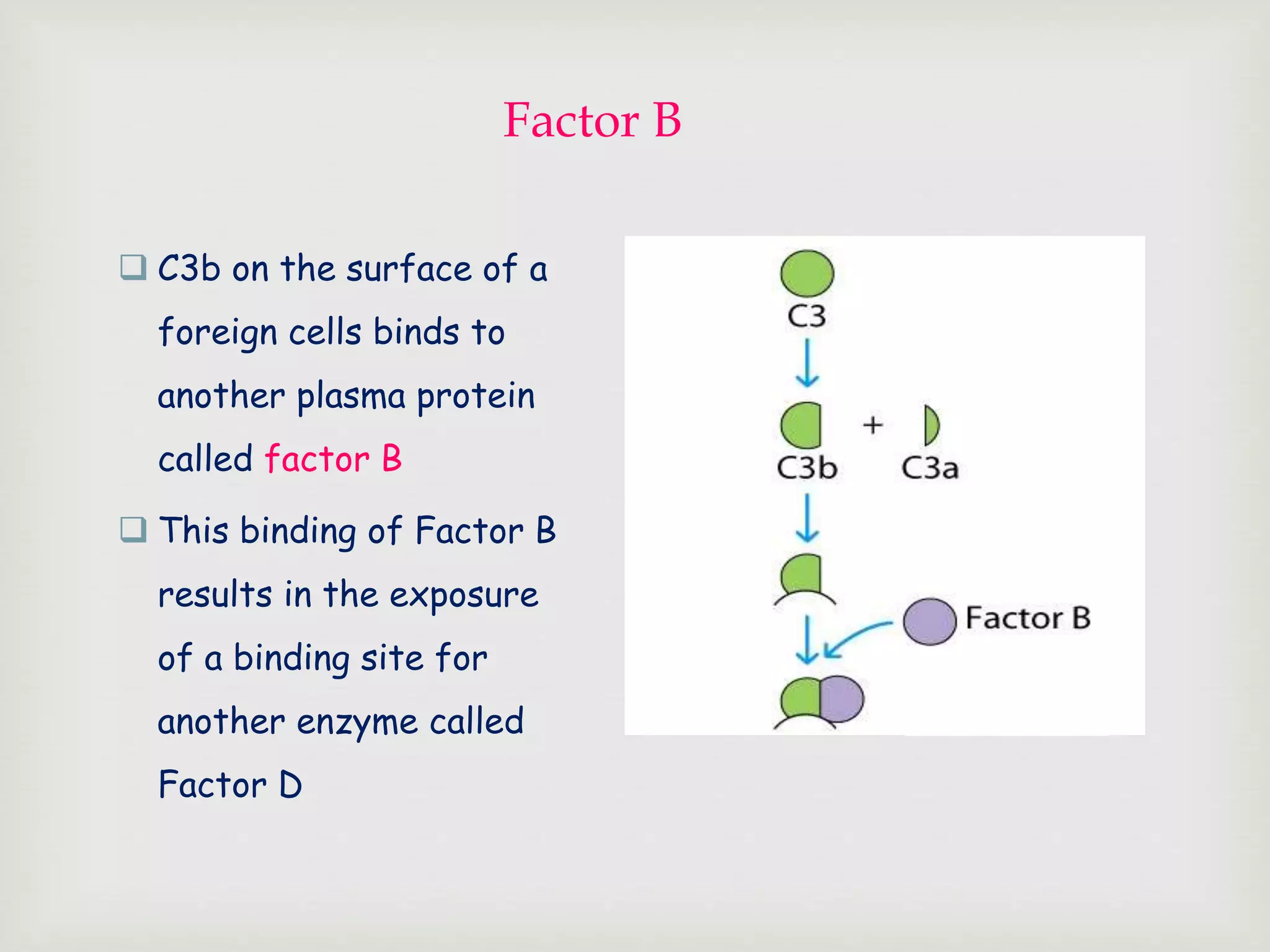 Factor B
 C3b on the surface of a
foreign cells binds to
another plasma protein
called factor B
 This binding of Factor B
results in the exposure
of a binding site for
another enzyme called
Factor D
 