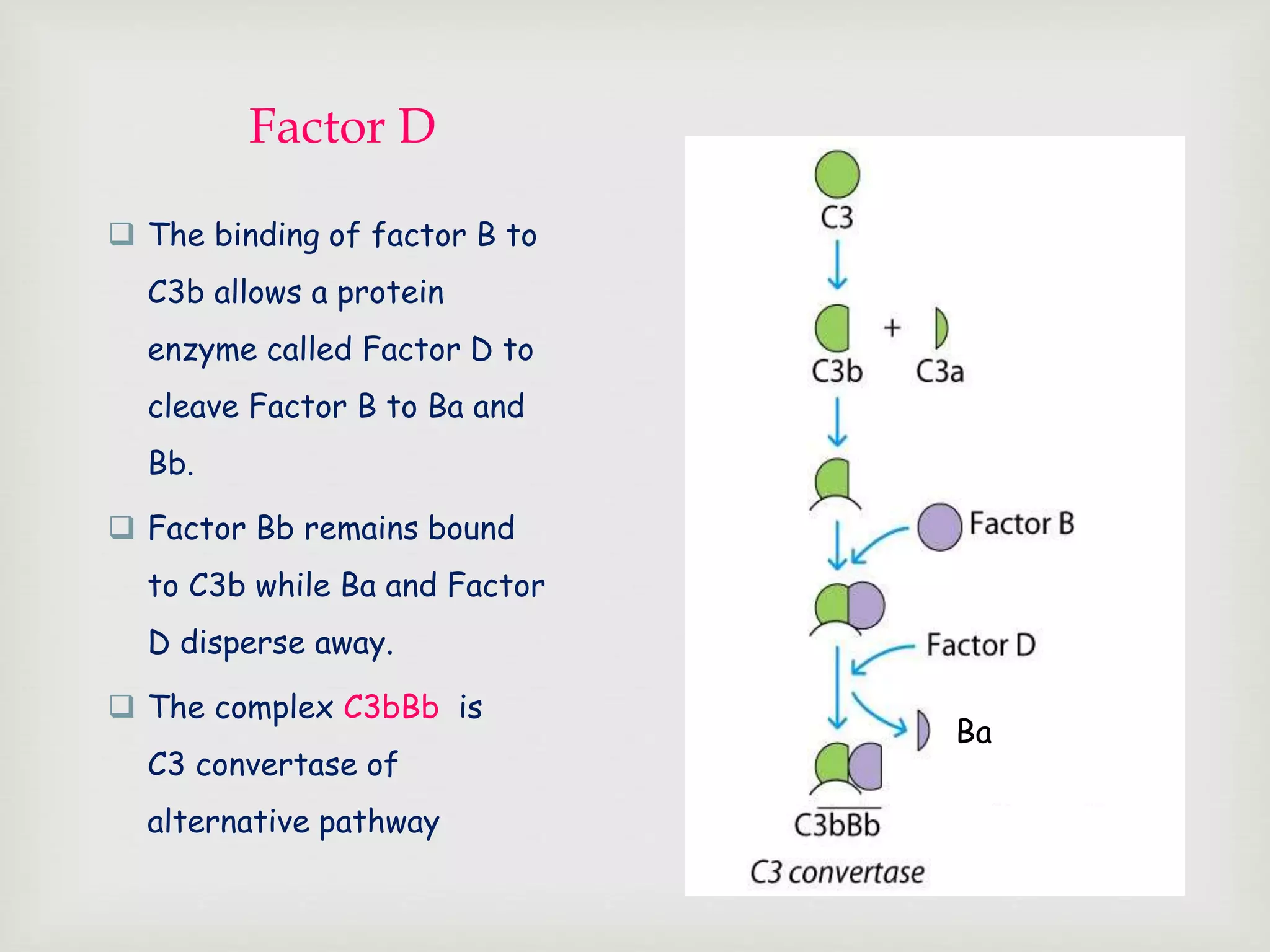 Factor D
 The binding of factor B to
C3b allows a protein
enzyme called Factor D to
cleave Factor B to Ba and
Bb.
 Factor Bb remains bound
to C3b while Ba and Factor
D disperse away.
 The complex C3bBb is
C3 convertase of
alternative pathway
Ba
 