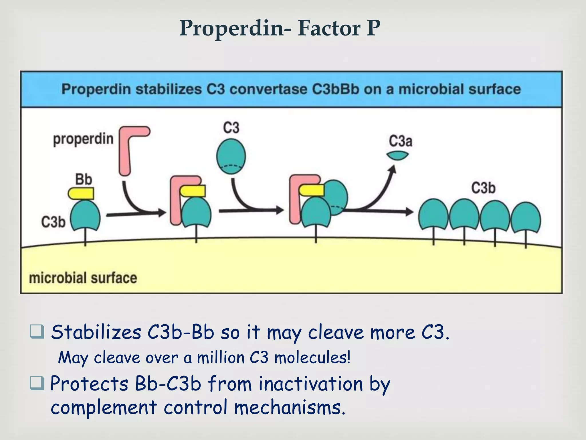 Properdin- Factor P
 Stabilizes C3b-Bb so it may cleave more C3.
May cleave over a million C3 molecules!
 Protects Bb-C3b from inactivation by
complement control mechanisms.
 