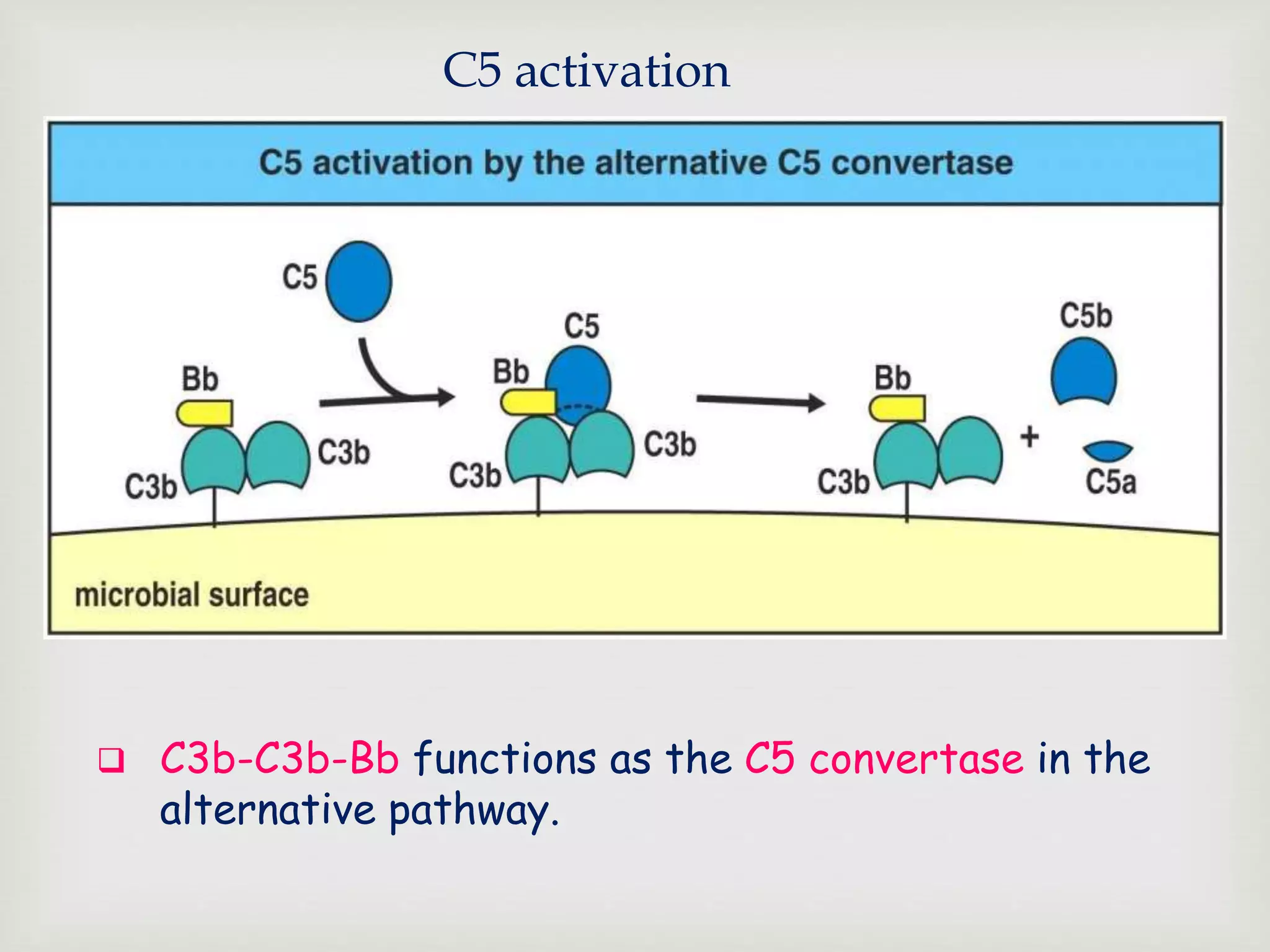 C5 activation
 C3b-C3b-Bb functions as the C5 convertase in the
alternative pathway.
 