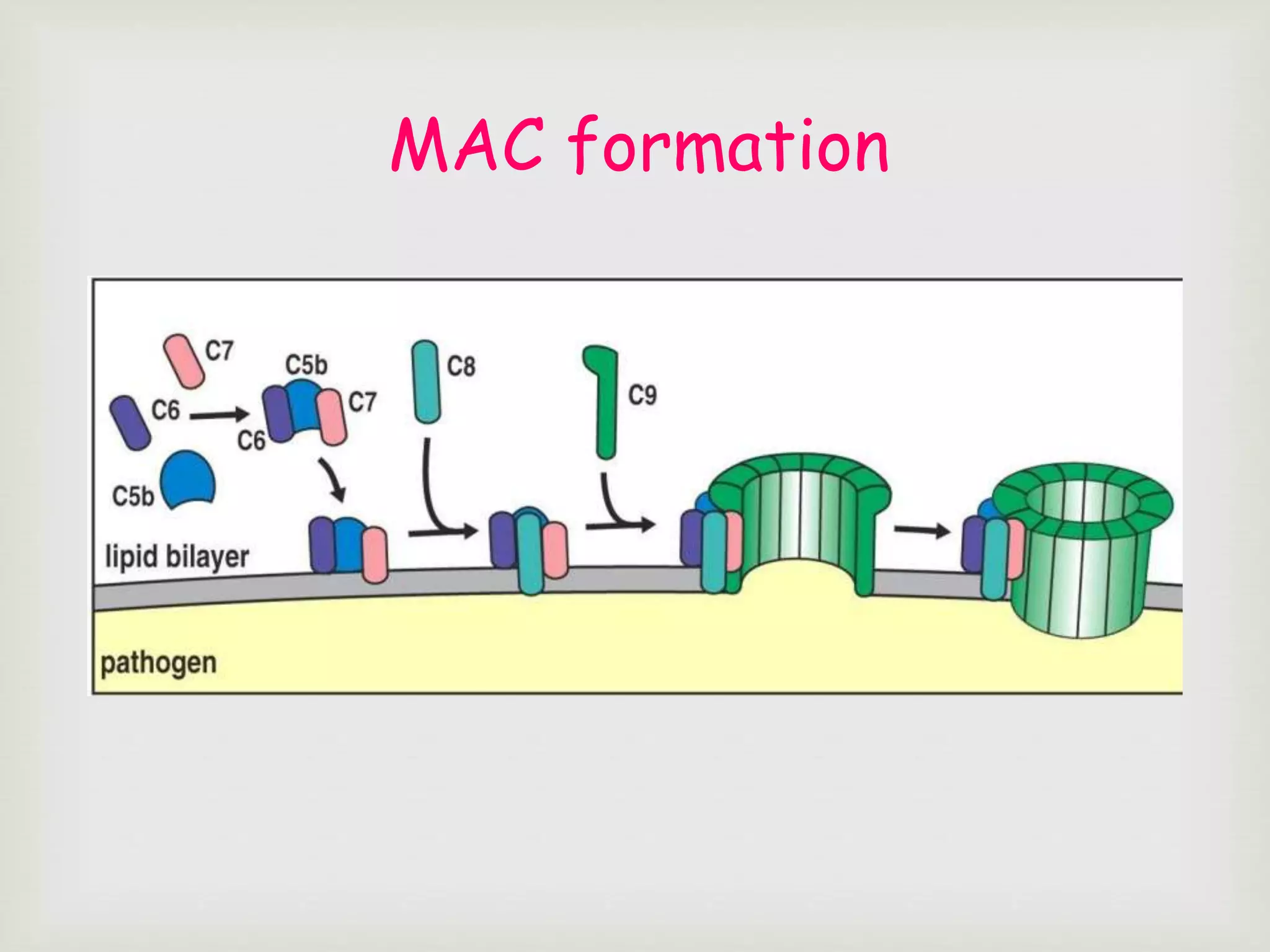 MAC formation
 