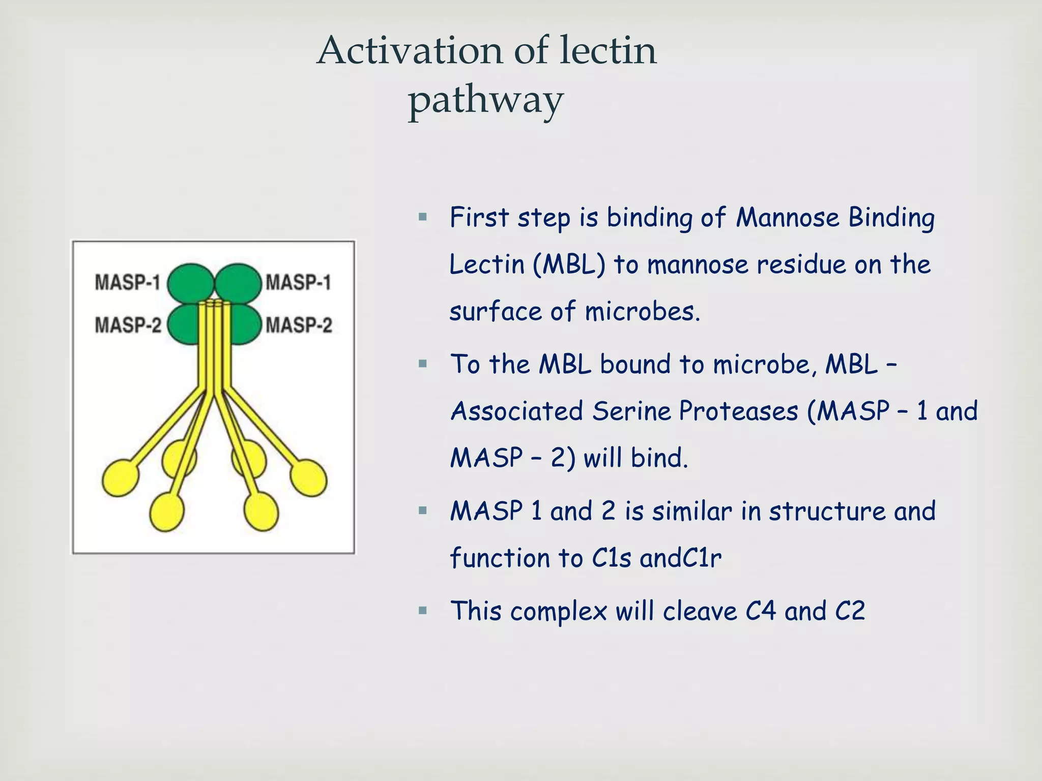 Activation of lectin
pathway
 First step is binding of Mannose Binding
Lectin (MBL) to mannose residue on the
surface of microbes.
 To the MBL bound to microbe, MBL –
Associated Serine Proteases (MASP – 1 and
MASP – 2) will bind.
 MASP 1 and 2 is similar in structure and
function to C1s andC1r
 This complex will cleave C4 and C2
 