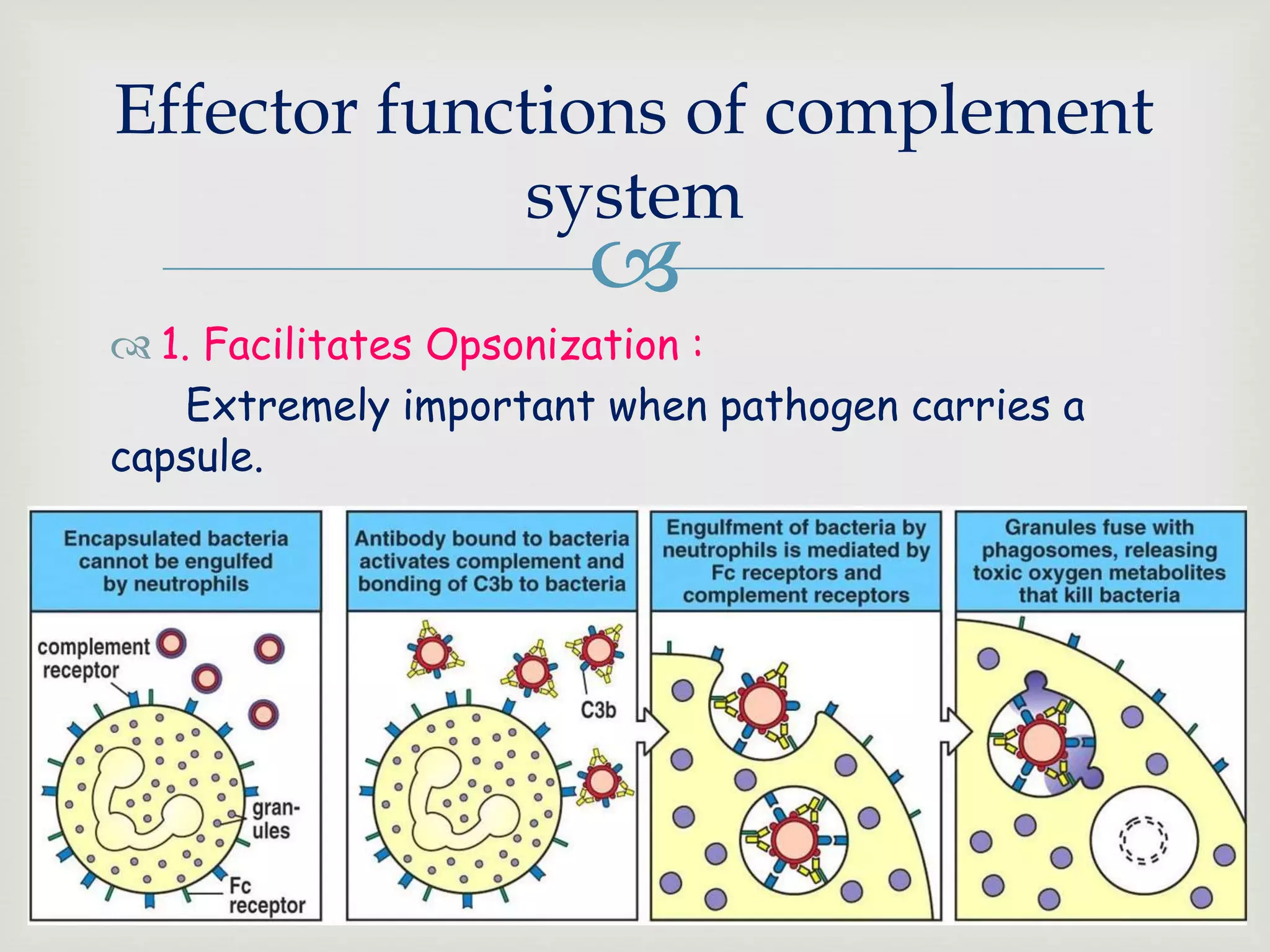 
 1. Facilitates Opsonization :
Extremely important when pathogen carries a
capsule.
Effector functions of complement
system
 