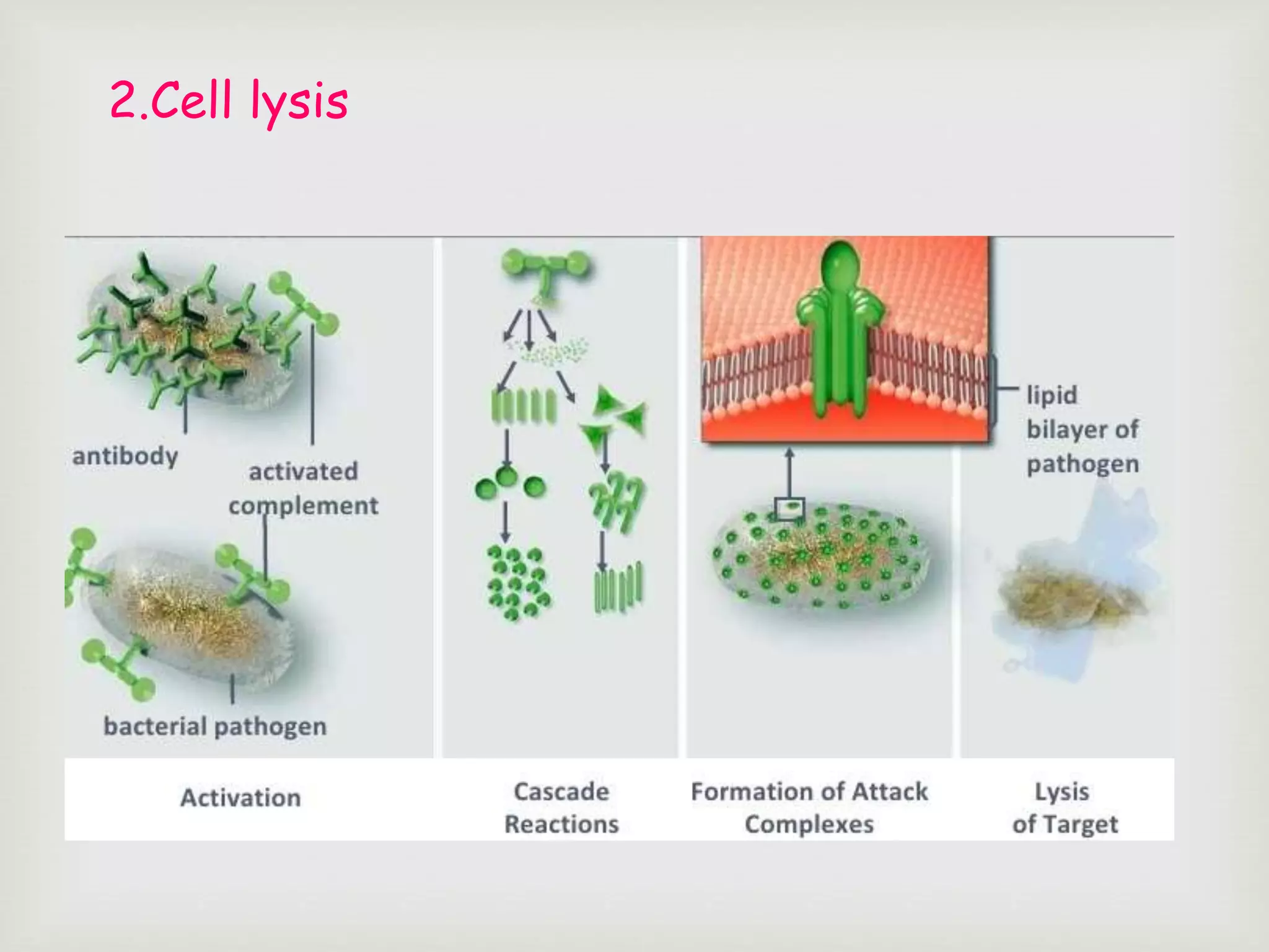 2.Cell lysis
 