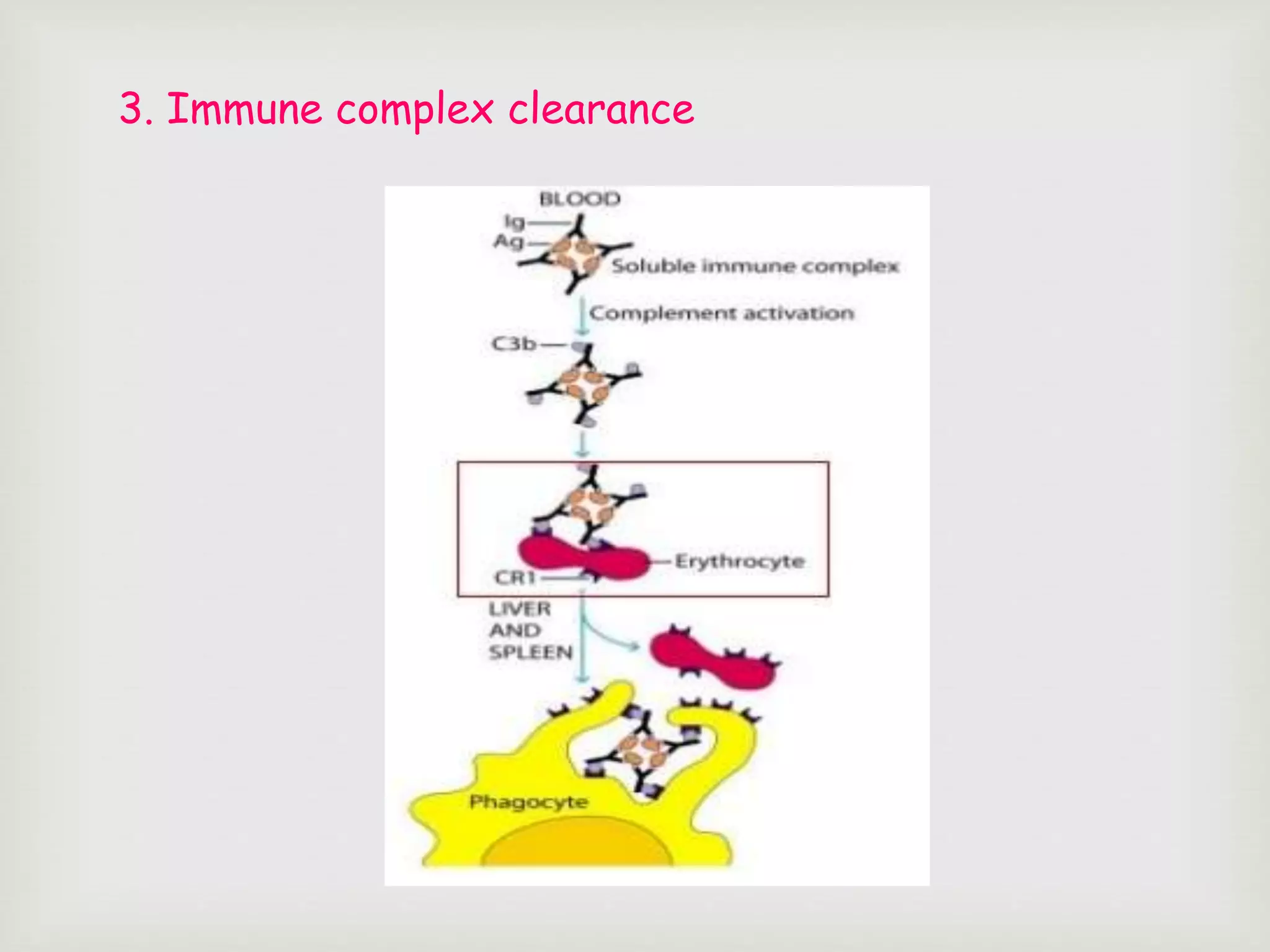3. Immune complex clearance
 