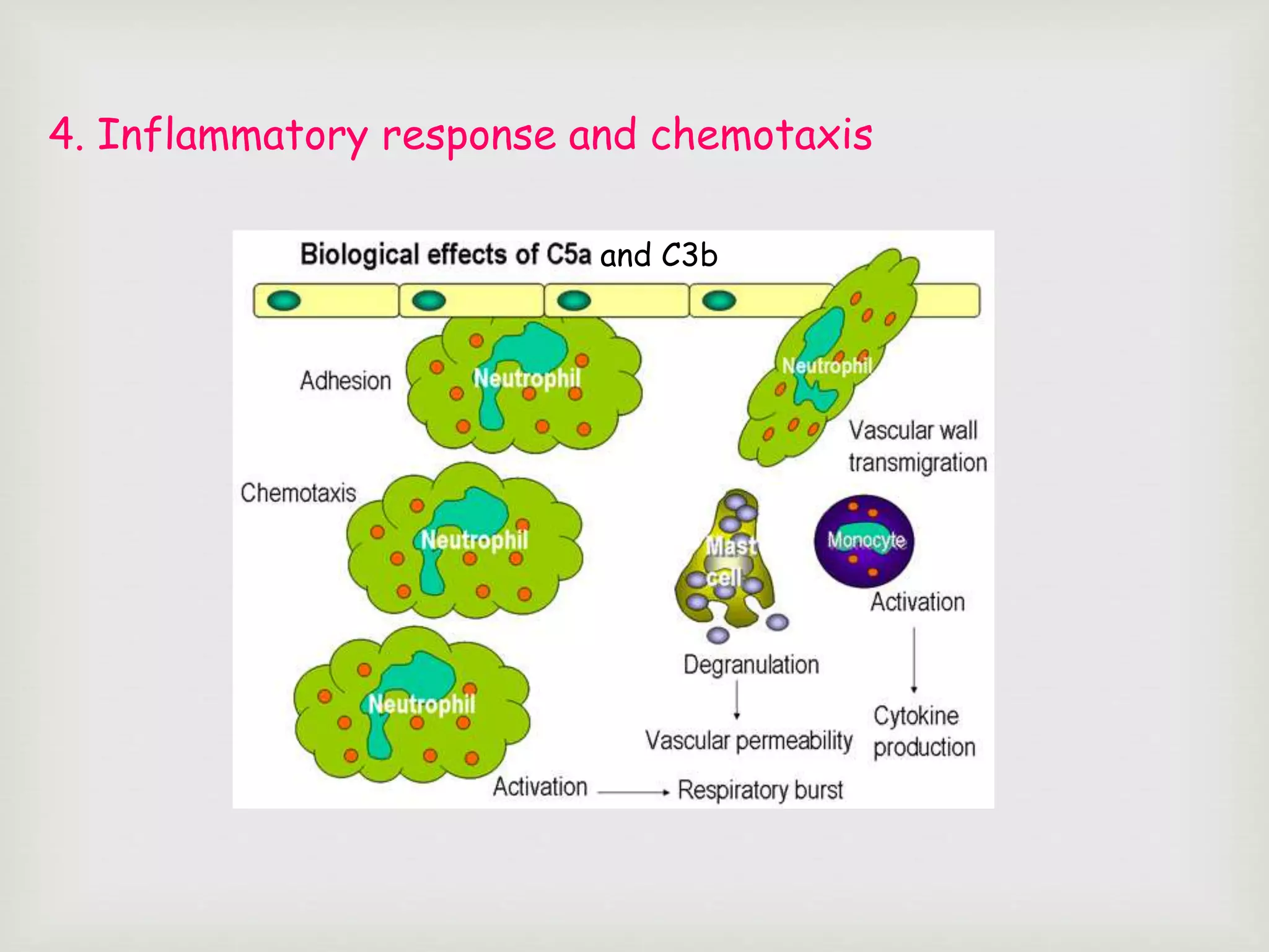 and C3b
4. Inflammatory response and chemotaxis
 