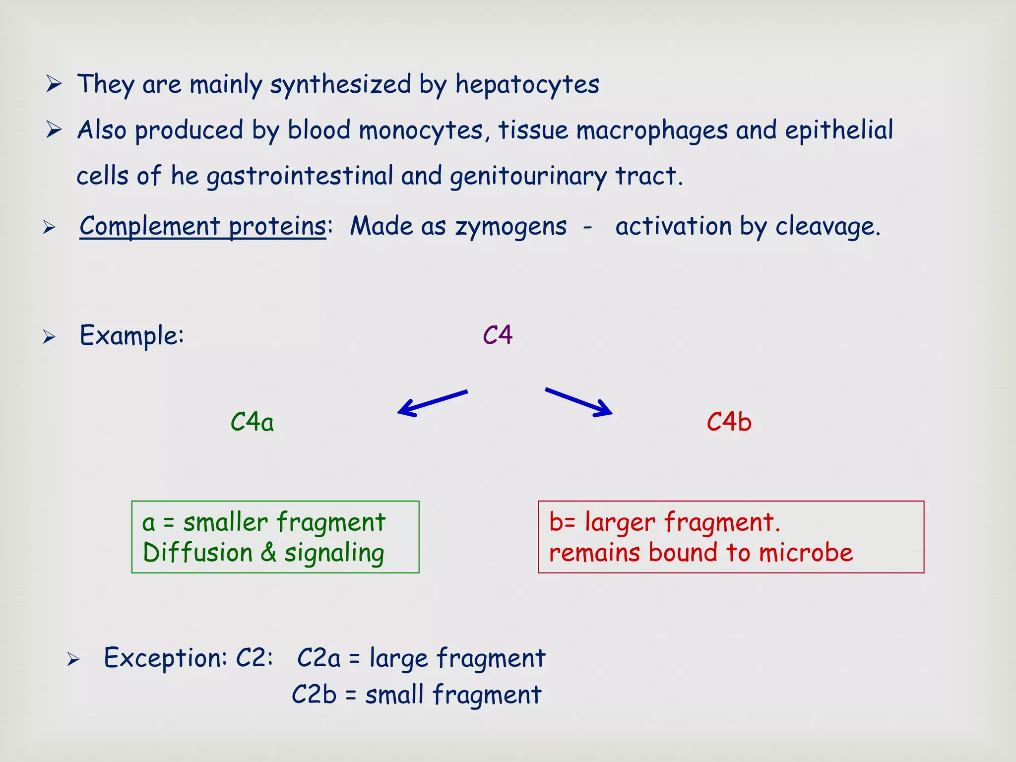  Complement proteins: Made as zymogens - activation by cleavage.
 Example: C4
 Exception: C2: C2a = large fragment
C2b = small fragment
a = smaller fragment
Diffusion & signaling
b= larger fragment.
remains bound to microbe
C4a C4b
 They are mainly synthesized by hepatocytes
 Also produced by blood monocytes, tissue macrophages and epithelial
cells of he gastrointestinal and genitourinary tract.
 