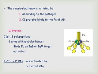  The classical pathway is initiated by:
1. Ab binding to the pathogen.
2. C1 proteins binds to the Fc of Ab.
C1 Protein
C1q- 18 polypeptides
6 arms with globular heads-
Binds Fc on IgG or IgM to get
activated
2 C1r + 2 C1s are activated by
activated C1q.
 
