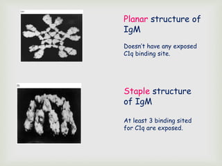 Planar structure of
IgM
Doesn’t have any exposed
C1q binding site.
Staple structure
of IgM
At least 3 binding sited
for C1q are exposed.
 