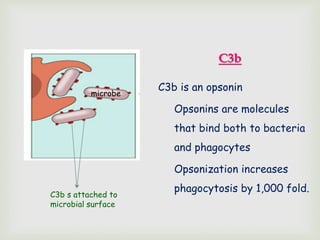 C3b
C3b is an opsonin
Opsonins are molecules
that bind both to bacteria
and phagocytes
Opsonization increases
phagocytosis by 1,000 fold.
C3b s attached to
microbial surface
microbe
 
