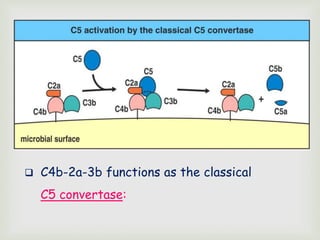  C4b-2a-3b functions as the classical
C5 convertase:
 