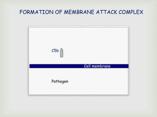 FORMATION OF MEMBRANE ATTACK COMPLEX
C5b
Cell membrane
Pathogen
 