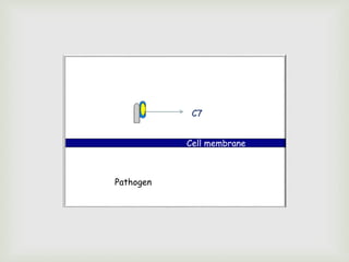 Cell membrane
Pathogen
C7
 