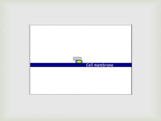 Cell membrane
 
