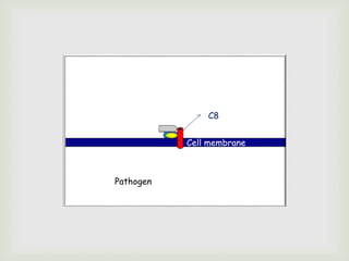 Cell membrane
Pathogen
C8
 