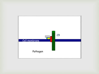 Cell membrane
Pathogen
C9
 