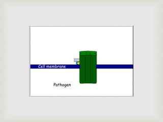 Cell membrane
Pathogen
 