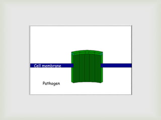 Cell membrane
Pathogen
 