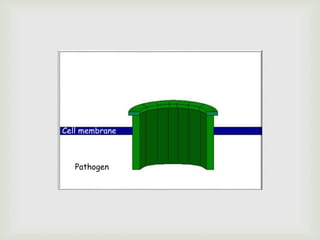 Cell membrane
Pathogen
 