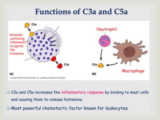 Functions of C3a and C5a
 C3a and C5a increases the inflammatory response by binding to mast cells
and causing them to release histamine.
 Most powerful chemotactic factor known for leukocytes.
Neutrophil
Macrophage
Granules
containing
inflammato
ry agents
like
histamine
 