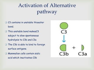 Activation of Alternative
pathway
 C3 contains in unstable thioester
bond.
 This unstable bond makesC3
subject to slow spontaneous
hydrolysis to C3b and C3a
 The C3b is able to bind to foreign
surface antigens.
 Mammalian cells contain sialic
acid which inactivates C3b
 
