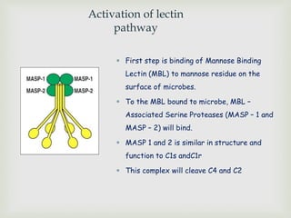 Activation of lectin
pathway
 First step is binding of Mannose Binding
Lectin (MBL) to mannose residue on the
surface of microbes.
 To the MBL bound to microbe, MBL –
Associated Serine Proteases (MASP – 1 and
MASP – 2) will bind.
 MASP 1 and 2 is similar in structure and
function to C1s andC1r
 This complex will cleave C4 and C2
 