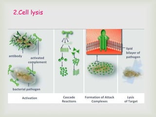2.Cell lysis
 