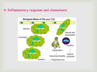 and C3b
4. Inflammatory response and chemotaxis
 