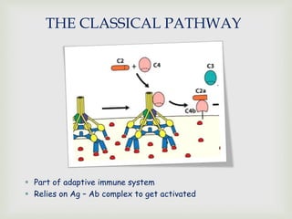 THE CLASSICAL PATHWAY
 Part of adaptive immune system
 Relies on Ag – Ab complex to get activated
 