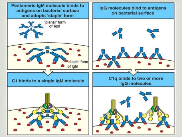 The complement system