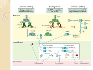 The complement system | PPTX