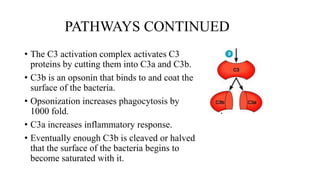 PATHWAYS CONTINUED
• The C3 activation complex activates C3
proteins by cutting them into C3a and C3b.
• C3b is an opsonin that binds to and coat the
surface of the bacteria.
• Opsonization increases phagocytosis by
1000 fold.
• C3a increases inflammatory response.
• Eventually enough C3b is cleaved or halved
that the surface of the bacteria begins to
become saturated with it.
 