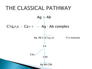 Ag + Ab
C1q,r,s Ca++ Ag : Ab complex
Ag: Ab C (C1q,r,s) C1s esterase
C4
C4a
C4b
Ag:Ab C4b
 