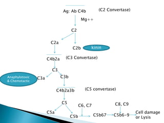 Ag: Ab C4b (C2 Convertase)
Mg++
C2
C2a
C2b kinin
C4b2a (C3 Convertase)
C3
C3a C3bAnaphylotoxic
& Chemotactic
C4b2a3b (C5 convertase)
C5
C5a
C5b
C6, C7
C5b67
C8, C9
C5b6-9
Cell damage
or Lysis
 