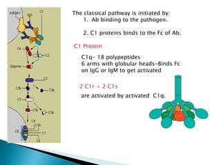 The classical pathway is initiated by:
1. Ab binding to the pathogen.
2. C1 proteins binds to the Fc of Ab.
C1 Protein
C1q- 18 polypeptides
6 arms with globular heads-Binds Fc
on IgG or IgM to get activated
2 C1r + 2 C1s
are activated by activated C1q.
 