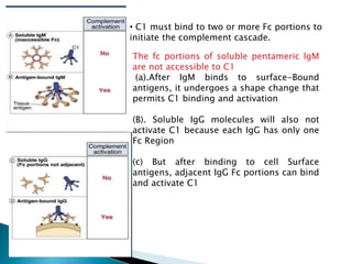• C1 must bind to two or more Fc portions to
initiate the complement cascade.
The fc portions of soluble pentameric IgM
are not accessible to C1
(a).After IgM binds to surface-Bound
antigens, it undergoes a shape change that
permits C1 binding and activation
(B). Soluble IgG molecules will also not
activate C1 because each IgG has only one
Fc Region
(c) But after binding to cell Surface
antigens, adjacent IgG Fc portions can bind
and activate C1
 